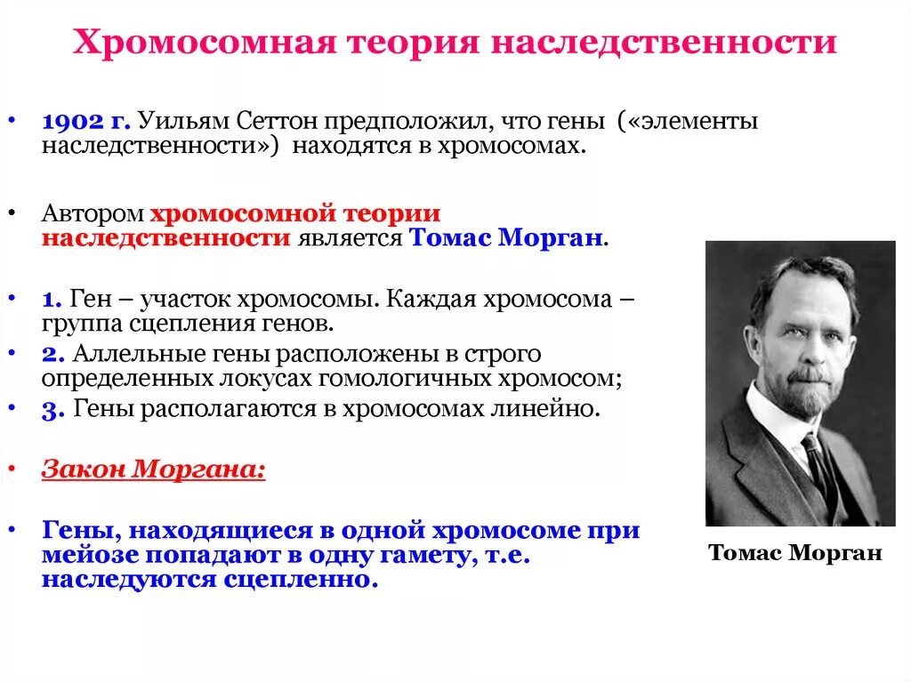 Учение о наследственных. Теория Томаса Моргана генетика. Т. Морган создал хромосомную теорию наследственности в. Хромосомная телрич наследственно.