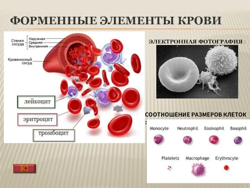Форменные элементы называется. Клетки крови эритроциты лейкоциты тромбоциты рисунок. форменные элементы крови лейкоциты. форменные элементы крови эритроциты лейкоциты тромбоциты. эритроциты лейкоциты тромбоциты.