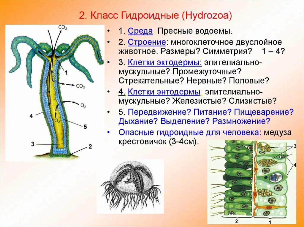 Какие клетки у кишечнополостных обеспечивают процесс регенерации. Строение кишечной полости гидроидных. Строение эктодермы и энтодермы гидры. Тип Кишечнополостные 1 строение гидры. Гидроидные Кишечнополостные характеристика.