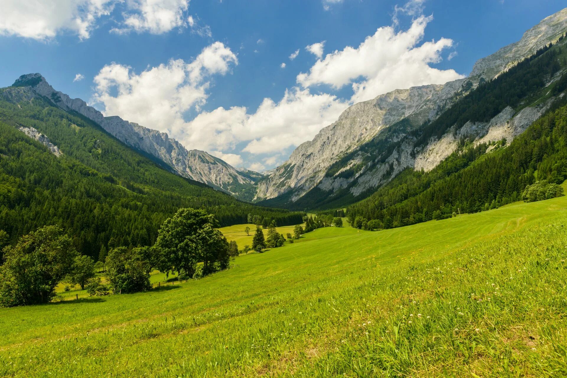 Альпийские Луга в горах Кавказа. Горы зеленые Кавказ Сочи. Архыз горы. Лес в горах Сочи