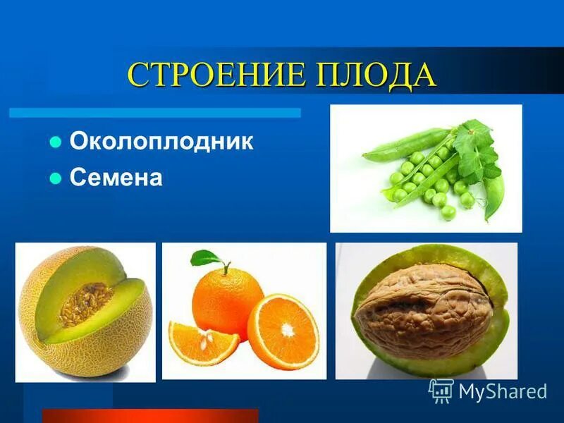 Функции околоплодника