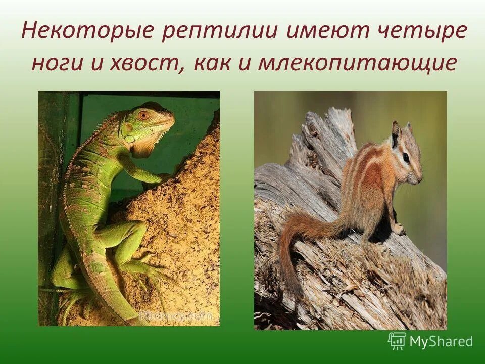 Рептилии и млекопитающие. Млекопитающих и пресмыкающихся. Муляжи древних пресмыкающихся. Рептилии и млекопитающие. Млекопитающие земноводные пресмыкающиеся динозавры рыбы.