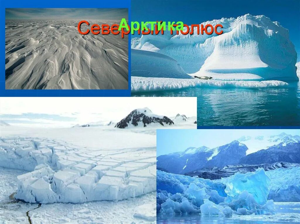 Обитатели северного полюса. Что относится к северному полюсу. Что относится к северному полюсу. Арктика и антарктида. Антарктида для дошкольников.