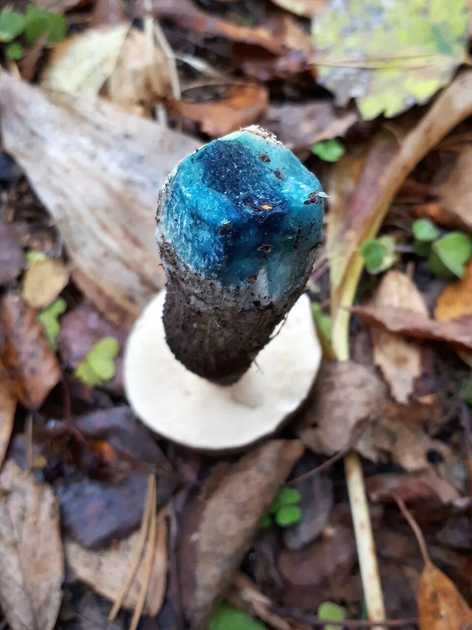 гиропорус синеющий (gyroporus cyanescens). подосиновик синеет на срезе. подосиновик синеет на срезе. гриб подосиновик срез. обабок и подосиновик.