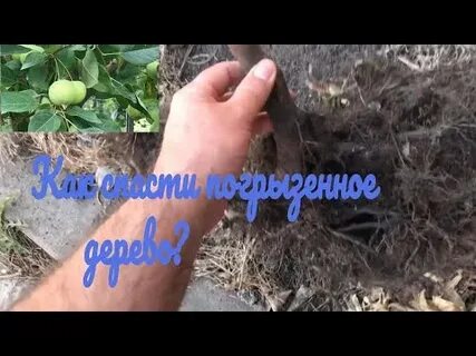 Погибают яблони что делать