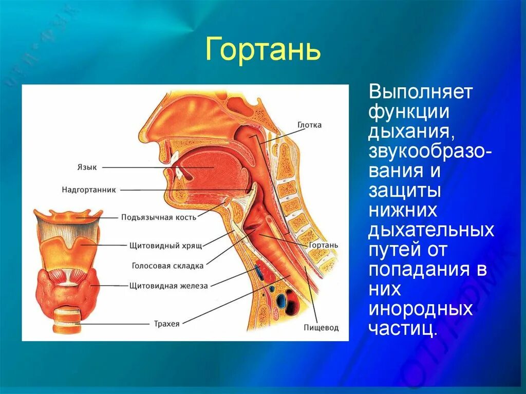 Гортань реферат