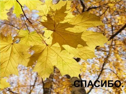 Слушать есенина клен ты мой опавший