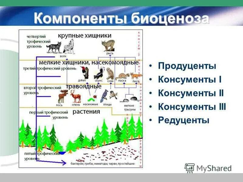 Роль экосистемы в жизни человека. Схема питания леса продуценты редуценты консументы. Структура экосистемы схема. Структуры компонентов экосистемы. Видовое разнообразие биоценоза.