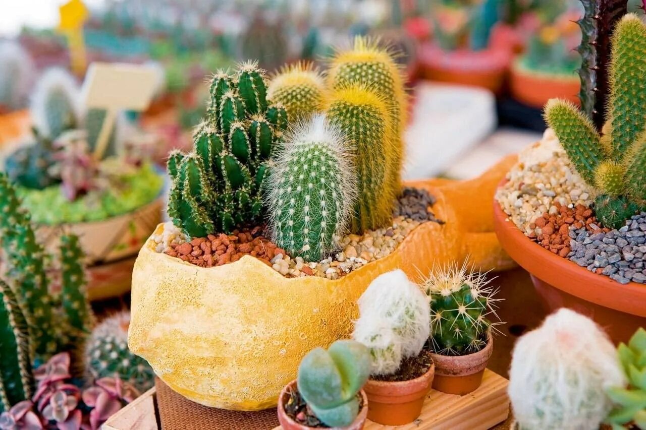Cactus dg. Кактус Строблем. Кактус опунция микс. Кактус Строблем микс. Кактус Строблем цветение.