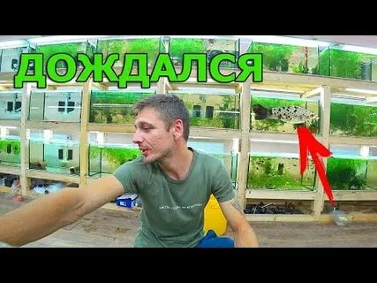 Видео мальковых