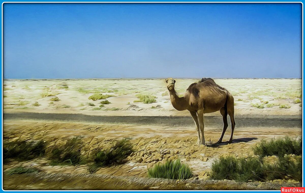 верблюд и корабль. караван идет по пустыне историческое фото. кочующий остров сейбл. акаба верблюд. верблюд в пустыне.