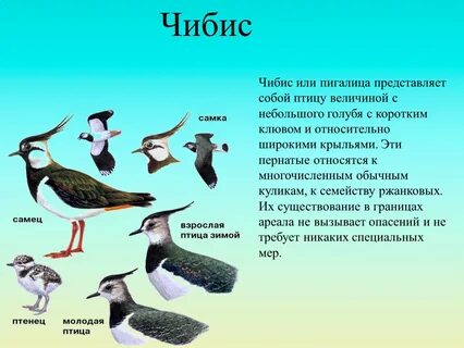 Главная мысль рассказа чибисы