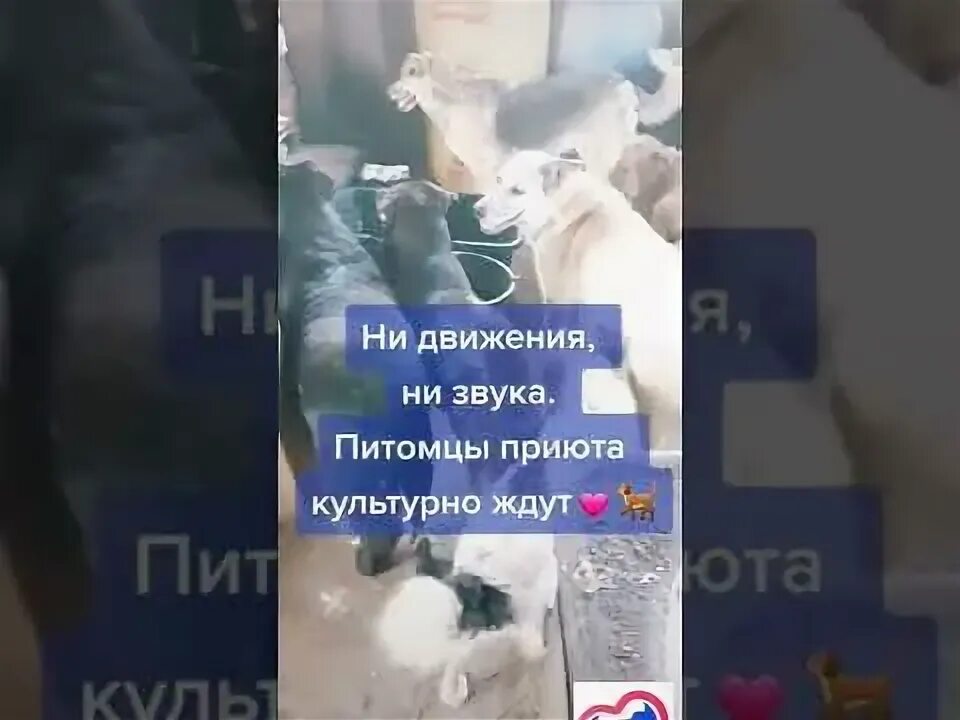 Приют верность смоленск дзен