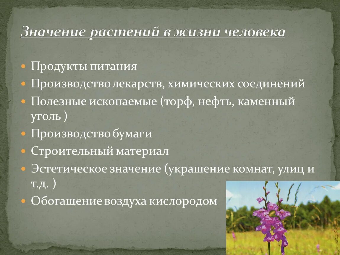 Значение в природе и хозяйственной деятельности человека. Влияние хозяйственной деятельности человека на растительный мир. Мероприятия по охране растений. Влияние хозяйственной деятельности человека на растения. Значение растений в жизни человека.