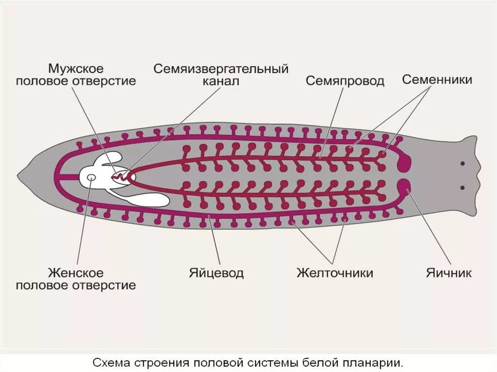 Внутреннее строение плоских. Половая система белая планария строение. Половая система плоских червей строение. Схема половой системы плоских червей. Строение половой системы ресничных червей.