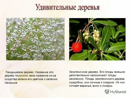 Род растений деревья