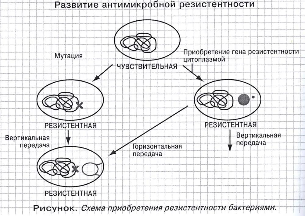 Механизмы развития резистентности у бактерий. Резистентность схема. Антимикробная резистентность. Резистентность к антимикробным препаратам. Иммунная резистентность