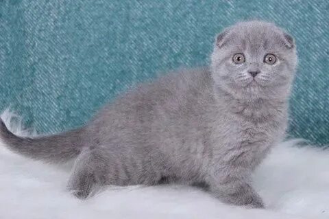 Дымчатые коты вислоухие
