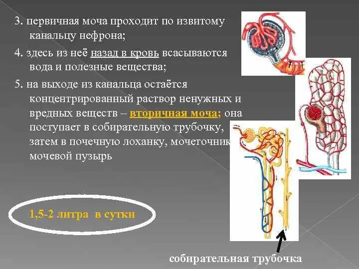 Моча из капсулы нефрона поступает. Строение нефрона почки ЕГЭ. Выделительная система нефрон. Выделительная система извитой каналец. Выделительная система человека строение нефрона.