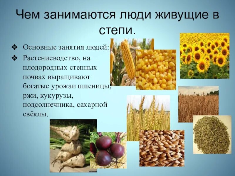 Какие богатства зоны степей использует человек. Занятия людей в степи. занятие людей в степи для 4 класса. основное занятие людей в степи. основное занятие степей.
