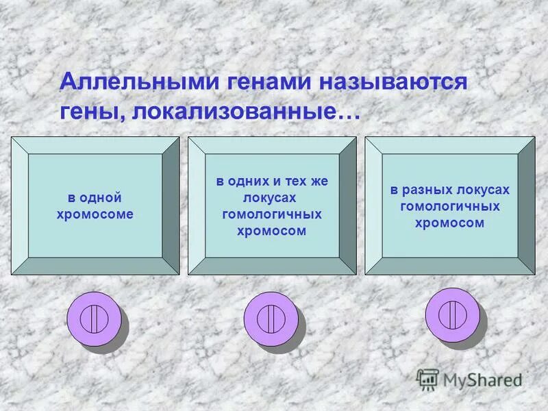 аллельными называются гены. аллельными называются гены. аллельными называются гены. аллельные гены расположены в. аллельные гены это гены.