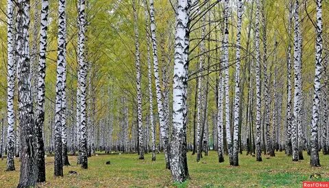 Береза в городских парках