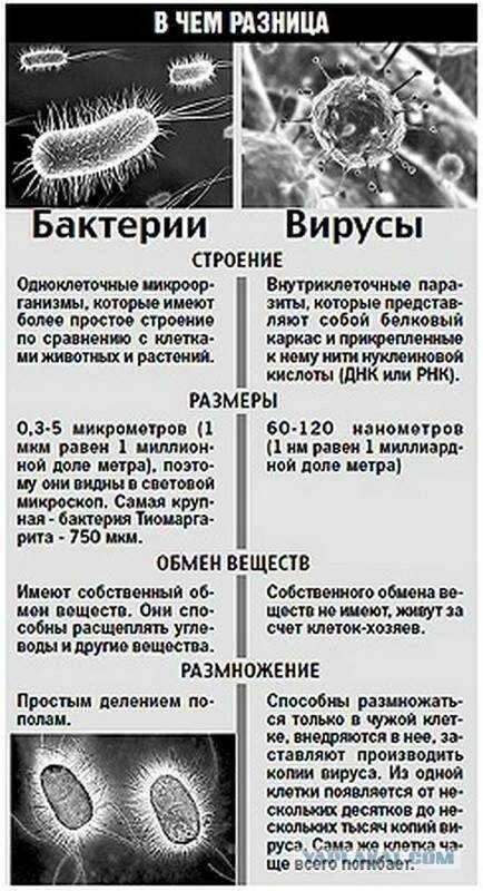 Вирусы грибы растения объединены общим признаком. Отличие вируса от бактерии. Сравнительная характеристика вирусов и бактерий. Отличие вирусов от бактерий таблица. Разница между вирусом и бактерией.