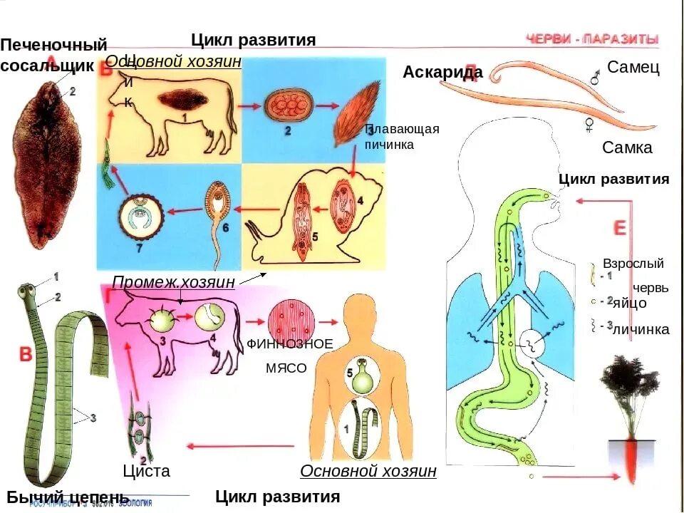 Развитие червей сосальщиков. Цикл развития паразитического червя. Циклы развития паразитических червей. Циклы развития червей паразитов. Циклы размножения паразитических червей.