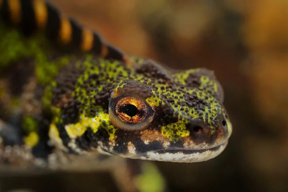 Мраморный Тритон. Triturus marmoratus. Тритон ящерица.