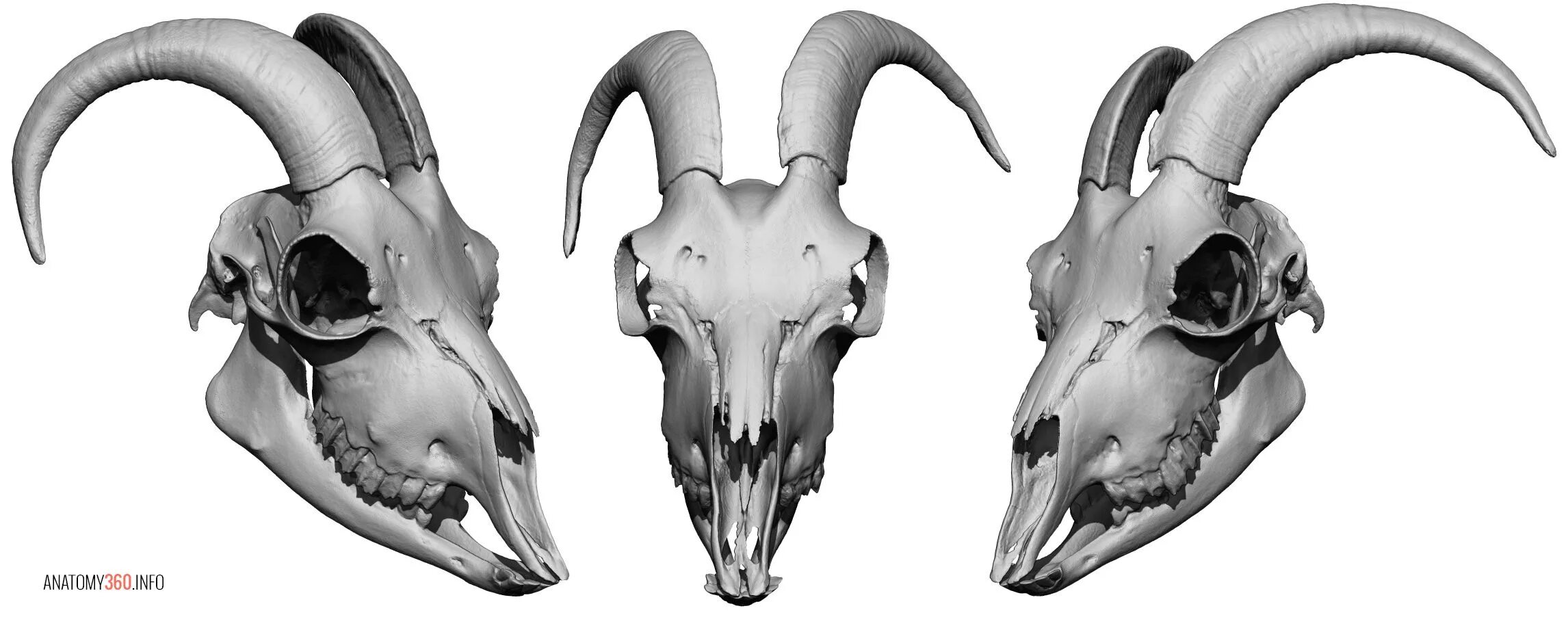 Череп козла анатомия. Череп козла сбоку. Череп барана референс.