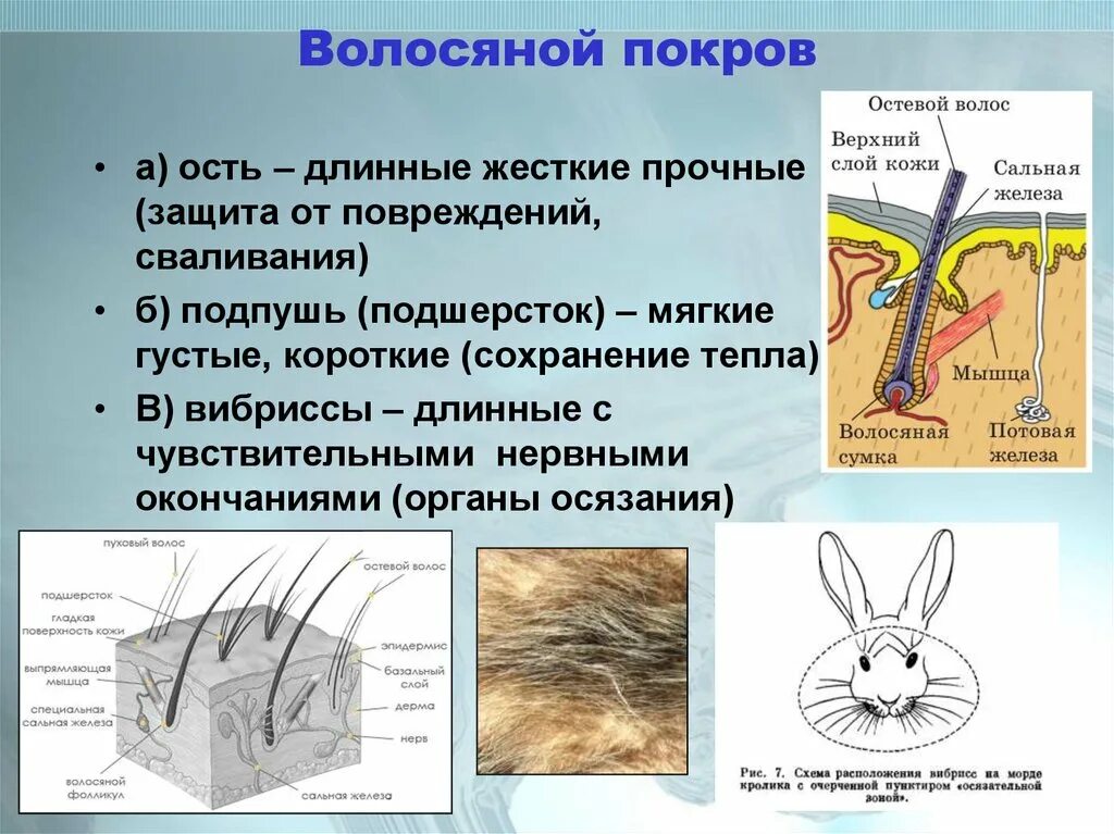 Какой кожный покров у млекопитающих. Типы волос млекопитающих и их. Волосяной Покров млекопитающих 7 класс. Строение шерсти млекопитающих. Строение волоса млекопитающих.