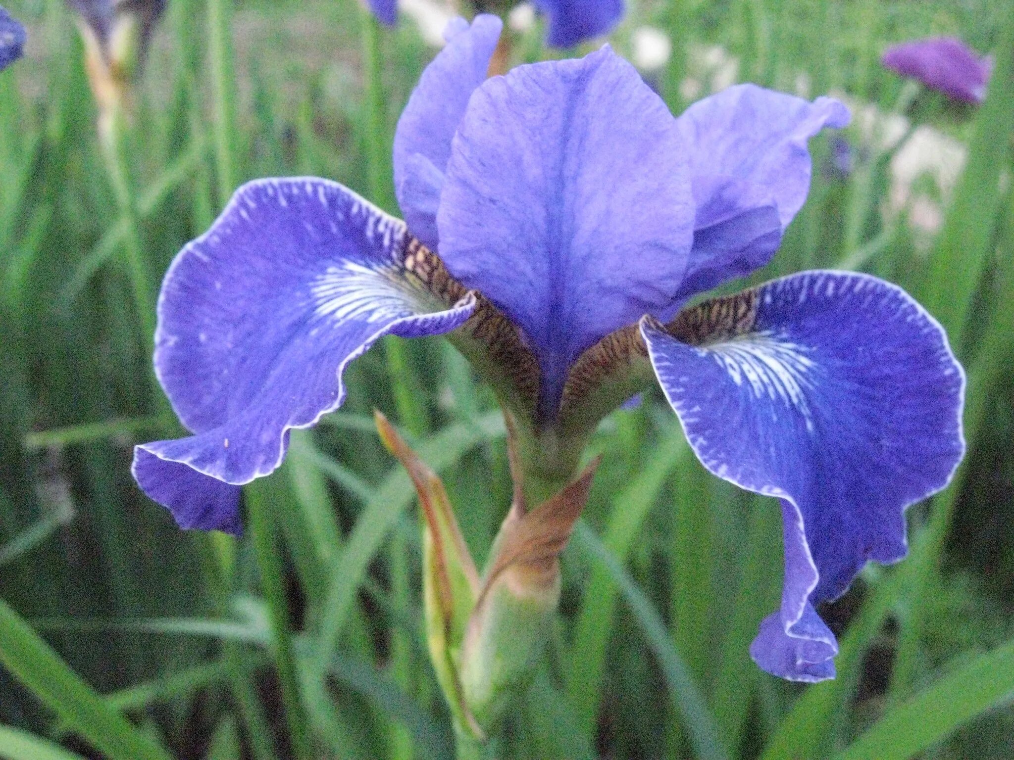 Ирис мисс эппл. Ирис Сибирский "Ego" (Iris sibirica). Ирис Сибирский Тамберг. Ирис Сибирский хау Одейшс. Ирис Сибирский (Iris sibirica ) дикий.