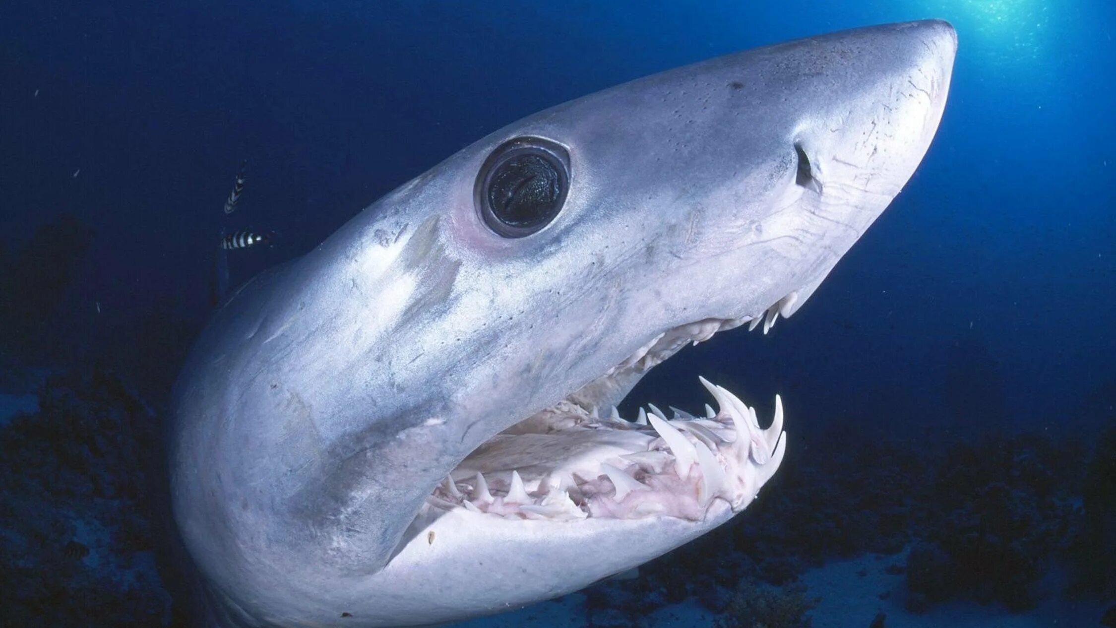 Белоглазая акула оустона. Глаза акулы. Grey reef shark. Акула-мако (серо-голубая акула). Акула мако глаза.