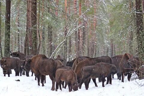 Зубры в орловском полесье