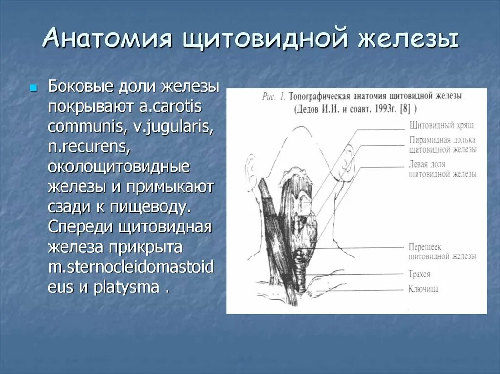 Щитовидная железа анатомия. Доли и перешеек щитовидной железы. Ультразвуковая анатомия щитовидной железы. Образование перешейка щитовидной железы