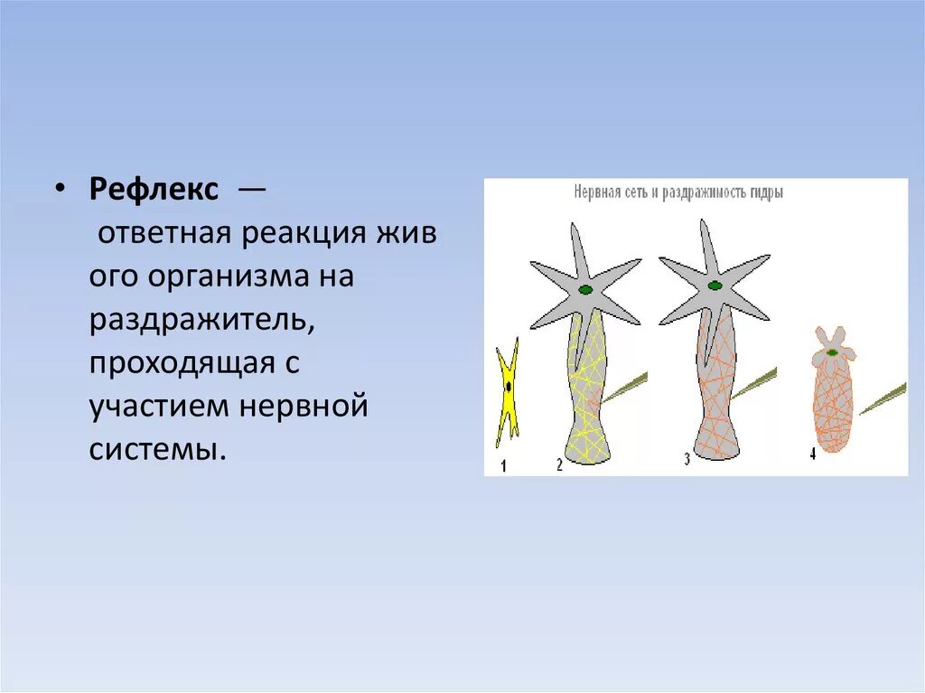 Инстинкт 7 класс. Нервная система живых организмов. Эволюция нервной системы. Биология 7 класс нервная система рефлекс инстинкт. Презентация биология нервная система.