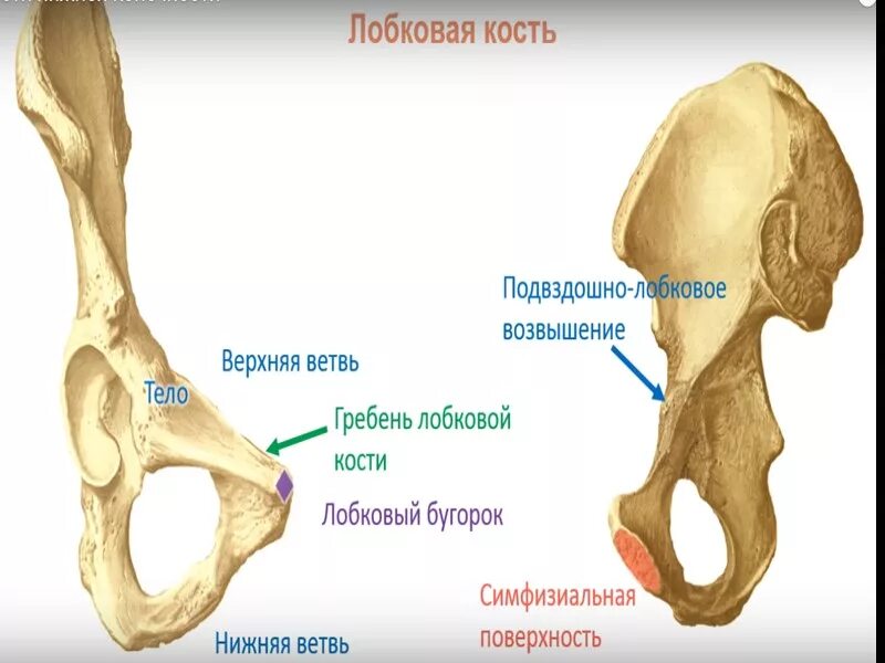 Подвздошная кость седалищная. Седалищная кость кость анатомия. Подвздошная кость анатомия. Подвздошная кость гребень кости. Лонная кость строение анатомия.