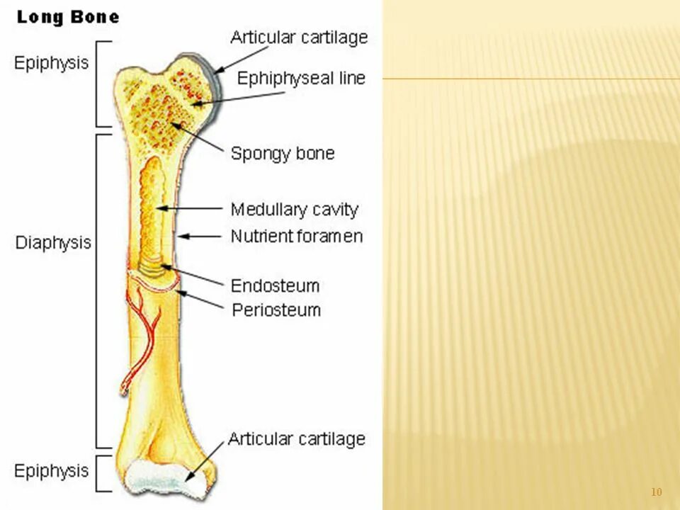 Long bone. Эпифиз бедренной кости. Физис кости. Endosteum. Diaphysis epiphysis Apophysis.