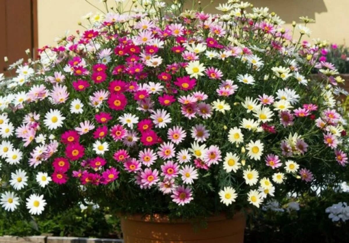 Аргирантемум фото цветов на клумбе Argyranthemum sometimes know as Paris Daisy easy to grow, hugely hard workin
