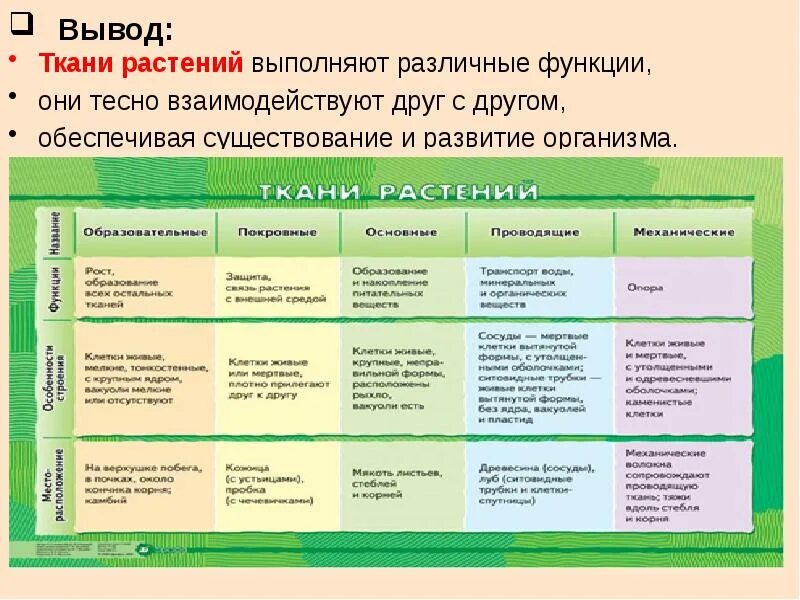 Разработка уроков 5 класс биология. Таблица характеристика тканей растений 5 класс биология. таблица ткани растений 6 класс биология. особенности строения основной ткани растений 5 класс. биология 6 кл таблица о ткани растений.