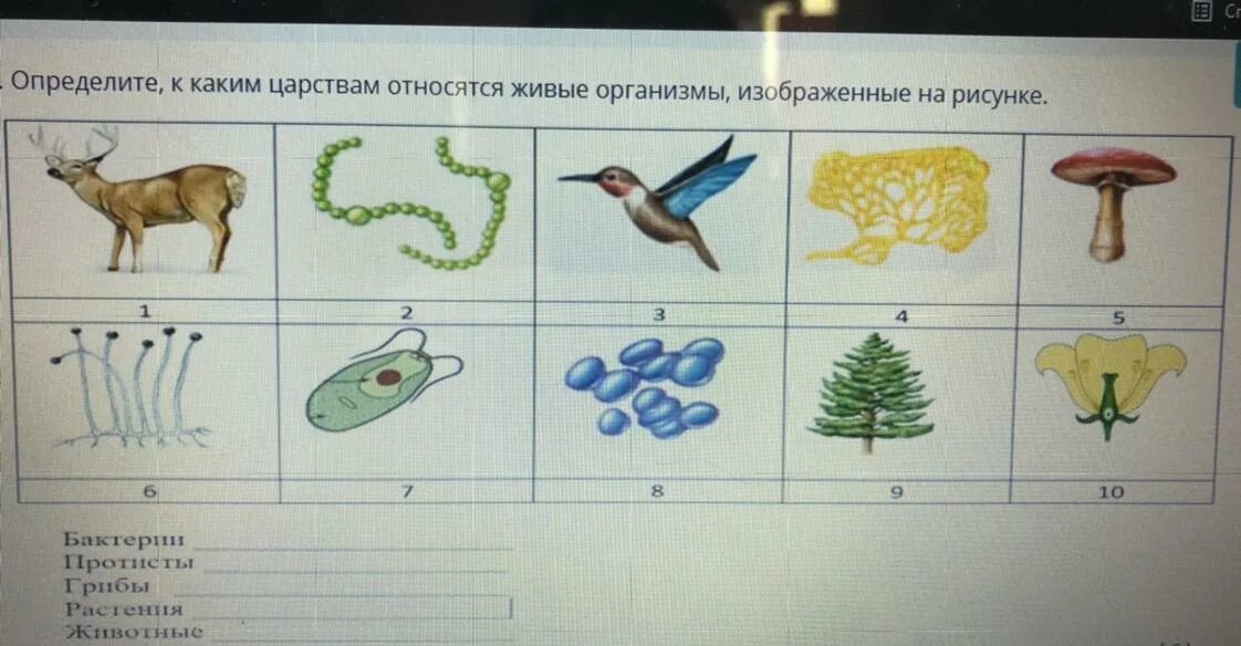 На рисунке изображен представитель. Определить к какому царству принадлежит. К каким царствам относятся организмы. К какому царству относится организм изображенный на рисунке. Изображённый на рисунке организм относится к.