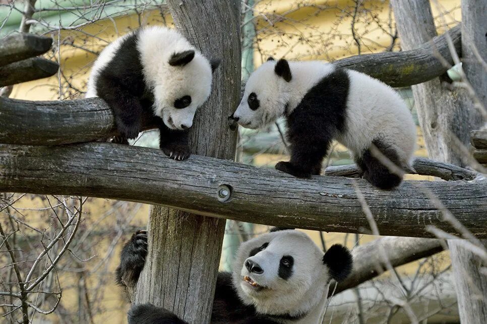 Panda local