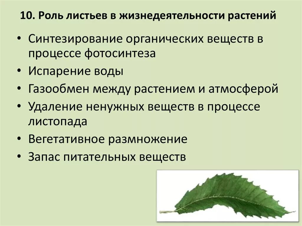 В листьях часть воды используется в процессе. Процессы жизнедеятельности растений. "Процессы жизнедеятельности растени. Процессы жизни растений. Процессы жизнедеятельности растений 6 класс.