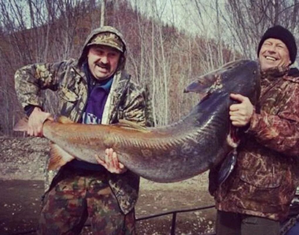 Сайт рыбаков алтайских рыбалка. Рыбалка на тайменя в Горном Алтае. Таймень 80 кг. Рыбалка на тайменя горный Алтай. Таймень рыбалка Катунь.