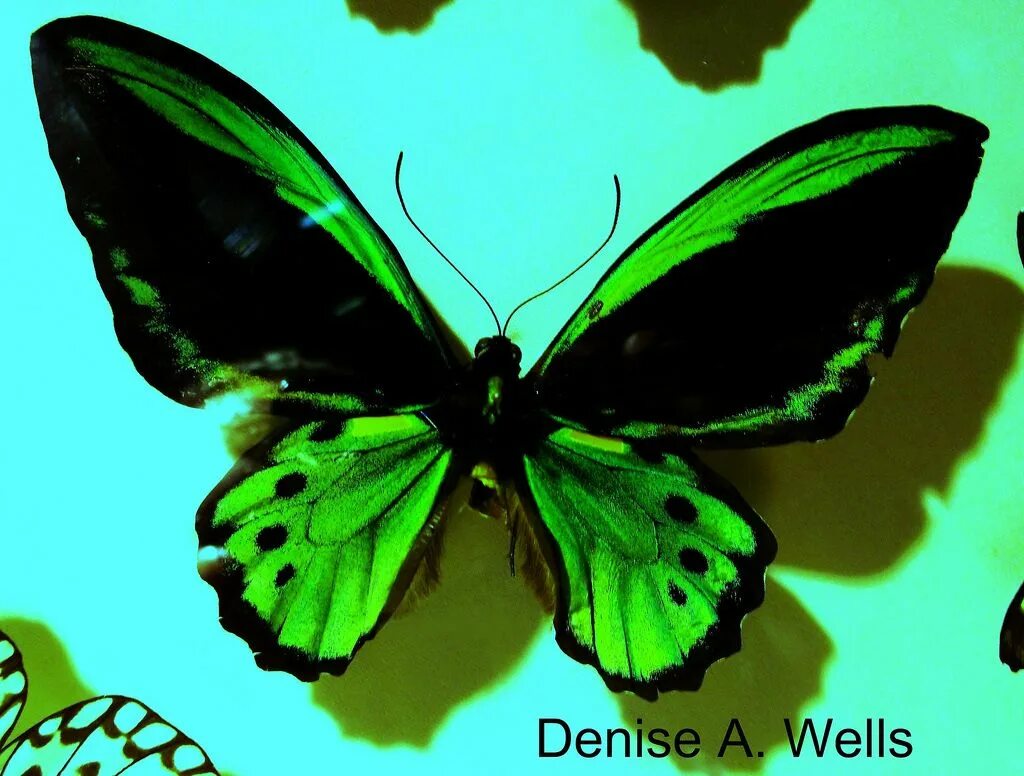 Черно зеленая бабочка. Палинур Изумрудная бабочка принцесса. ККС бабочка изумруд. Зеленая бабочка.