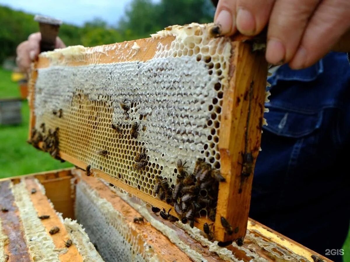 магазин пчеловодства в тамбове на студенецкой. пасеки получили. улей в лесу. китайский пчеловод. хакасы бортничество.