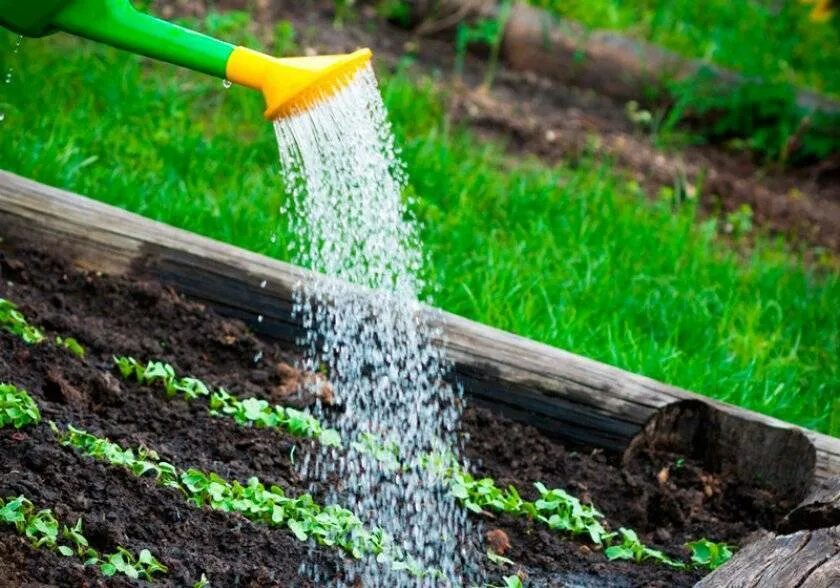 Рыхление твердой почвы. Ручной культиватор gardena. Сухой полив почвы. Сухой цветок, который поливают. Тяпка для рассады.