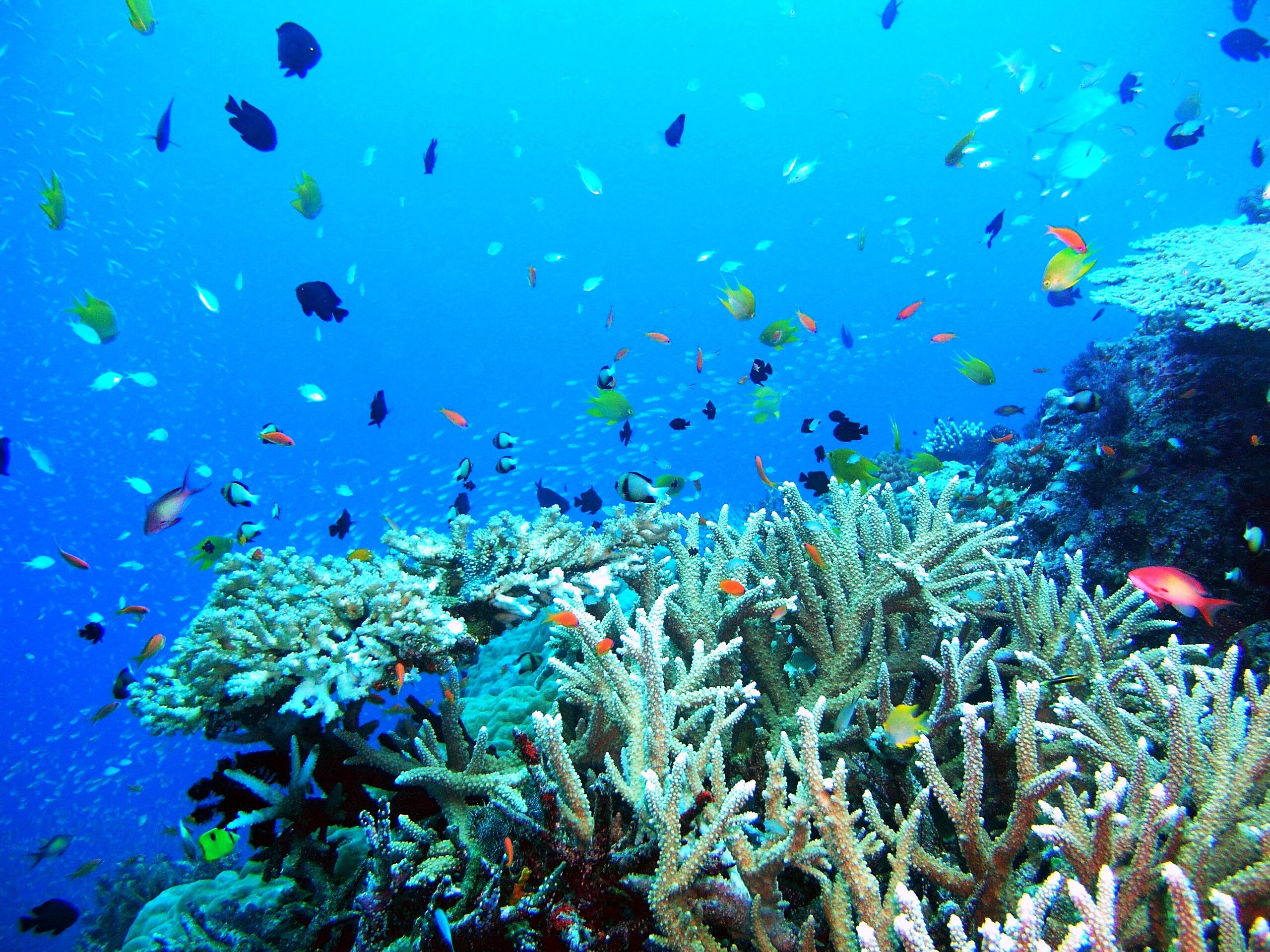 Coral 09. Рыбы Тайланда снорклинг. Симиланские острова снорклинг. Симиланские острова подводный мир. Раджа Ампат снорклинг.
