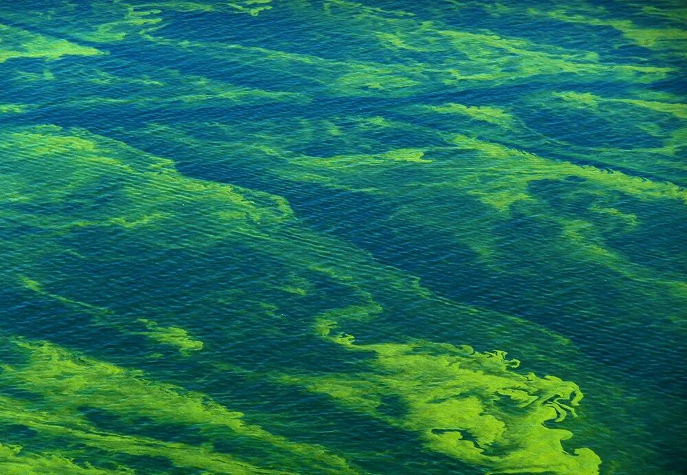 Планктон водоросли. Синезеленые водоросли фитопланктон. Цианобактерии в море. Синезелёные водоросли цианобактерии. Нейстонные водоросли.