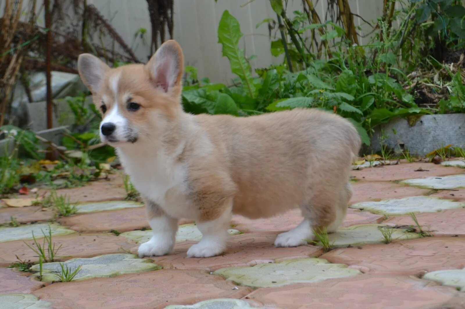 Корги шерсть. Корги линяет. Осанка корги пемброк. Собаки для дома. Корги шерсть.